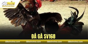 ĐÁ GÀ SV168