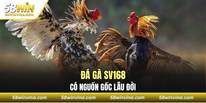 Sân chơi đá gà sv168 có nguồn gốc lâu đời